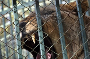 Хасковският зоопарк е новият дом на лъва Асен