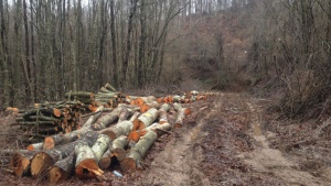 Бракониери нападнаха горски инспектори край Карлово заради незаконна сеч