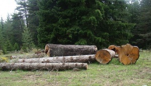 Бракониери изсичат дървета и ги продават на половин цена в Русенско