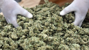 При акция полицията в Смолян конфискува близо половин килограм марихуана
