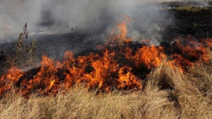 Неизвестни запалиха сметище край Пловдив