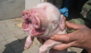 В Китай се роди прасе с две зурли и три очи