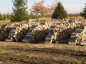 Нова система за продажба на дървесина въвежда Североизточното държавно предприятие