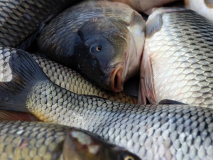 Масови нарушения при търговците на риба в Буграс