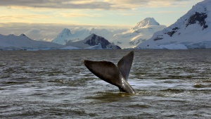 Европейският съюз създава най-голямата водна защитена зона в Антарктика