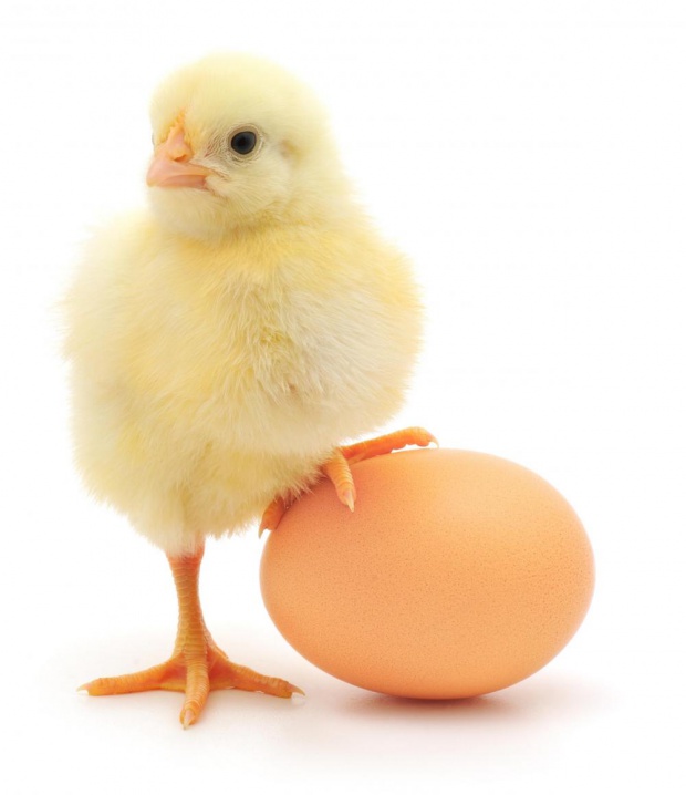 Яйцето е един от най-универсалните продукти