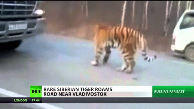 Конкурс "Дай име на тигъра" във Владивосток
