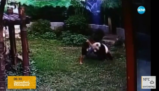 Кунг-Фу панда съществува