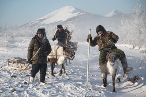 Криза при животновъдите в Русия. Ранния сняг лиши животните от паша