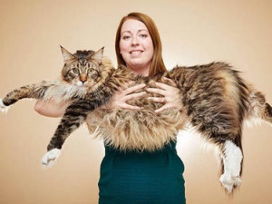 Котаракът Людо влезе в Рекордите на Гинес като най-голямата котка в света