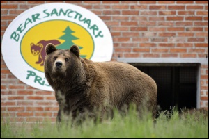 Сръбските власти конфискуваха последните циркови мечки в страната
