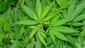 Калифорния иска да легализиране на марихуаната за развлечение