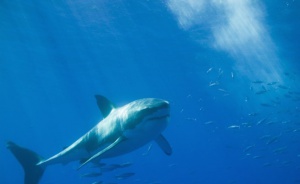 Водолаз оцеля 8 часа сред акули край бреговете на Австралия