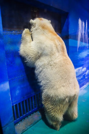 "Най-тъжният мечок на света" напуска китайския мол заради ремонт в клетката му
