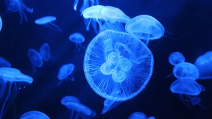 Над 60 плувци бяха евакуирани заради медузи по време на плувен маратон