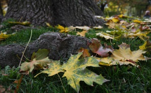 Очаква ни слънчев ден