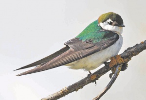БАБХ пусна проверки в Хасково по сигнал за болести по мигриращите птици