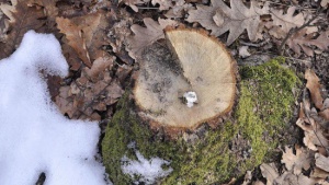 Бракониери нападнаха двама горски край Симитли