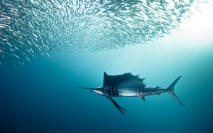 "Океана": Квота за улов ще пази средиземноморската риба меч