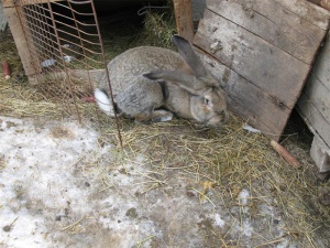 ОДБХ-Русе пусна проверка на мъж, развъждащ зайци в гаража си