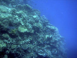 Какво причинява глобалното затопляне на Големия бариерен риф?
