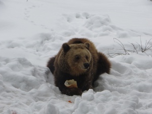 Истинско щастие за мечките в парка в Белица след като натрупа първият сняг