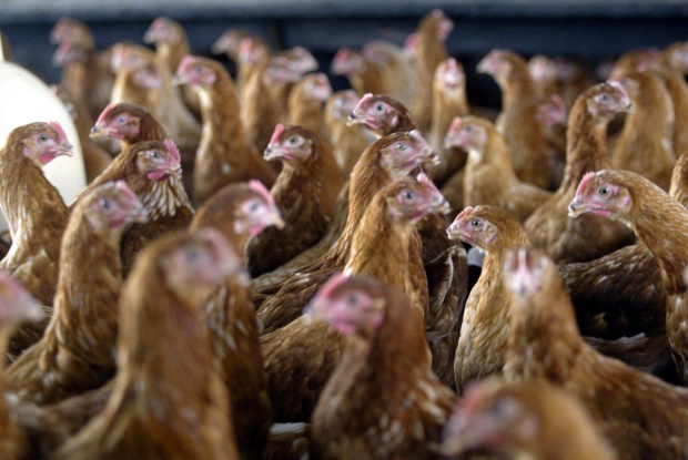 В няколко европейски държани е открит опасен щам на птичия грип