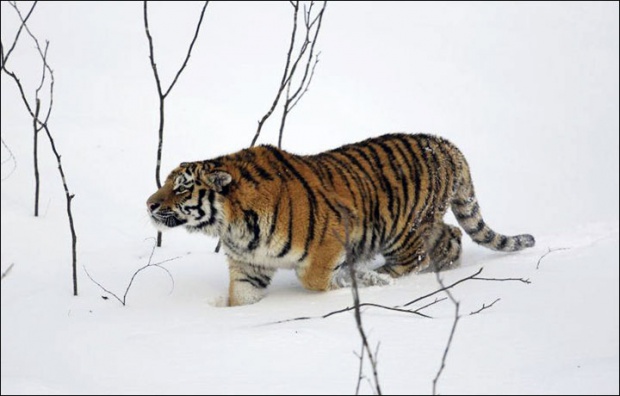 Раждат се все повече амурски тигри в Хабаровски