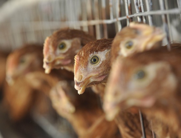 Украйна ограничи вноса на птици от България, Унгария и Германия заради птичия грип