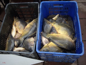 Колко ще струва шаранът в Сливенско?