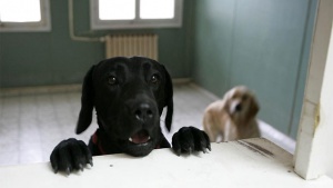 Доброволци помагат за осиновяването на кучета от приюта в с. Долни Богоров