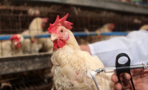 В Ново село готвят протести срещу европроект за птицеферма