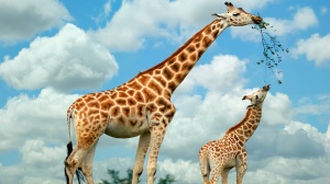 Тревожна статистика! Жирафите вече са изчезващ вид