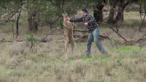 Мъж удари кенгуру в лицето, за да спаси кучето си (Видео)