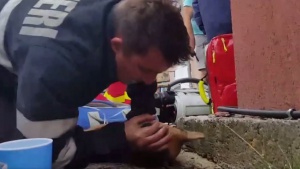 Пожарникар спаси куче със сърдечен масаж в Румъния (ВИДЕО)