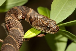 Тигрова змия се вплете в клоните на колдно дърво в Австралия