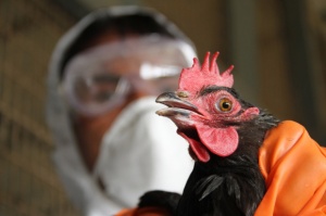 Забрана за лов на пернати заради птичия грип
