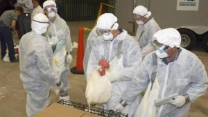 20 ферми край Пловдив са под карантина заради птичи грип