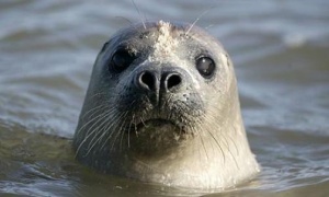 200 килограмов тюлен се разходи в тасманийския град Лонстън, на 50 км от брега