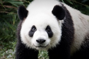 Панда нападна служител в център за опазване на животните в Съчуан