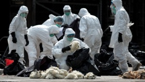Експертите предупреждават ловците на пернати да спазват стриктни хигиенни навици заради птичия грип