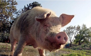 Депутат от Зелените в Австралия закла прасе за Нова година. Пусна снимки в интернет