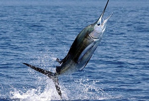 Новозеландски рибар оцеля над 5 часа в открито море, след като риба го изтегли извън лодката му