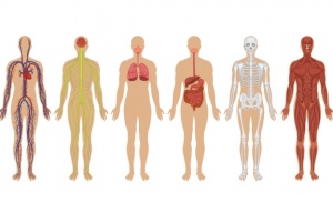 Лекари откриха нов орган в човешкото тяло