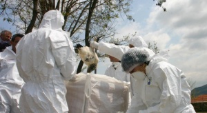 Нови огнища на птичи грип са открити във ферми край Хасково
