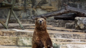 Сложиха на специална диета единствената мечка в зоопарка в Павликени