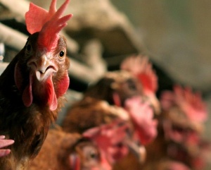 Мерките срещу птичи грип във Видинско се удължават до края на месецa