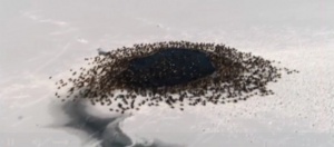 Диви патици в синхрон срещу замръзване на езеро