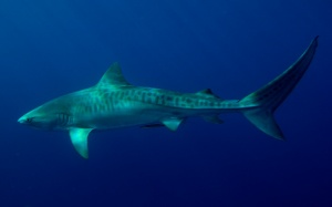 Женска акула започна да се репродуцира сама след раздялата с партньора си