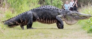 Гигантски алигатор смая посетителите в резерват в Лейкланд